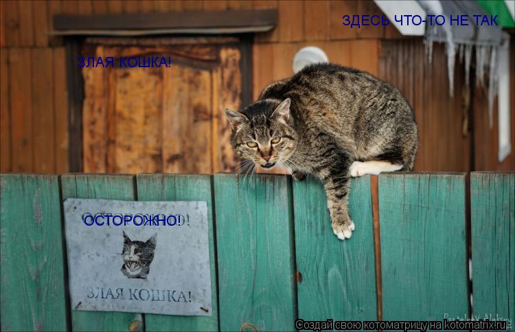 Котоматрица: ОСТОРОЖНО! ЗЛАЯ КОШКА! ЗДЕСЬ ЧТО-ТО НЕ ТАК