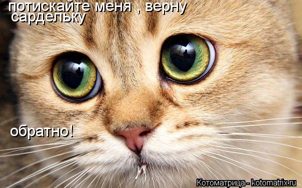 Котоматрица: потискайте меня , верну сардельку обратно!