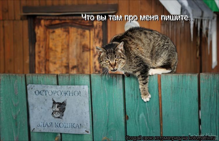 Котоматрица: Что вы там про меня пишите.. Что вы там про меня пишите..