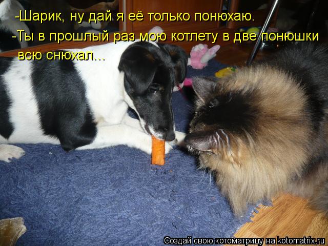 -Шарик, ну дай я её только понюхаю. -Ты в прошлый раз мою котлету в две понюшки всю снюхал...... Котоматрица: -Шарик, ну дай я её только понюхаю. -Ты в прошлый раз мою котлету в две понюшки всю снюхал...