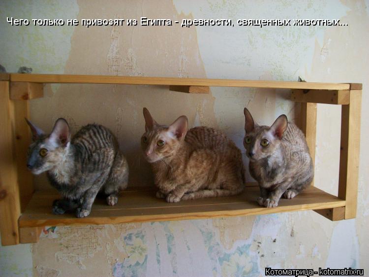 Котоматрица: Чего только не привозят из Египта - древности, священных животных...