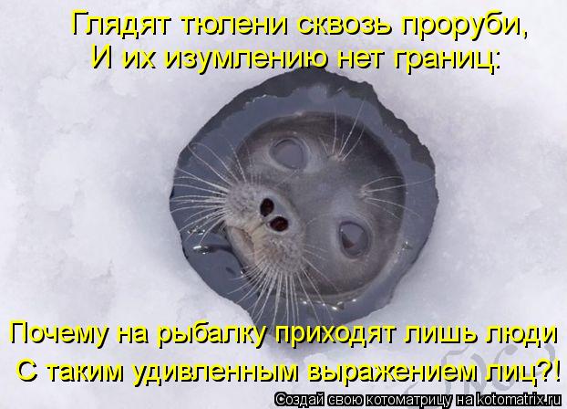 Котоматрица: Глядят тюлени сквозь проруби, И их изумлению нет границ: Почему на рыбалку приходят лишь люди  С таким удивленным выражением лиц?!   С таким у