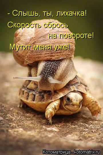 Котоматрица: - Слышь, ты, лихачка! Скорость сбрось на повороте! Мутит меня уже!