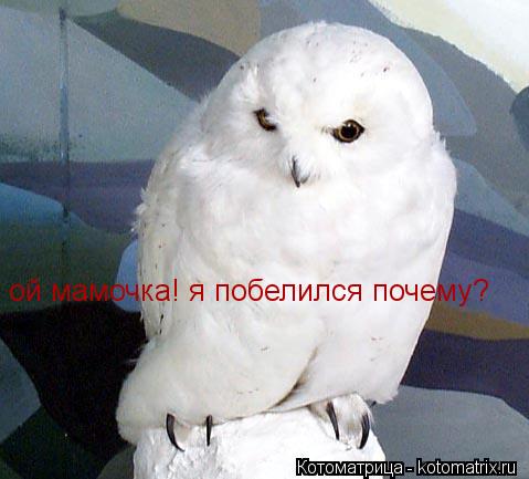 Котоматрица: ой мамочка! я побелился почему?