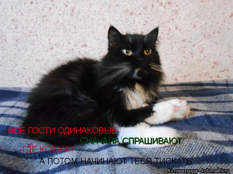 ВСЕ ГОСТИ ОДИНАКОВЫЕ СНАЧАЛА СПРАШИВАЮТ: -ГДЕ КОШКА? А ПОТОМ НАЧИНАЮТ ТЕБЯ ТИСКАТЬ... Котоматрица: ВСЕ ГОСТИ ОДИНАКОВЫЕ СНАЧАЛА СПРАШИВАЮТ: -ГДЕ КОШКА? А ПОТОМ НАЧИНАЮТ ТЕБЯ ТИСКАТЬ