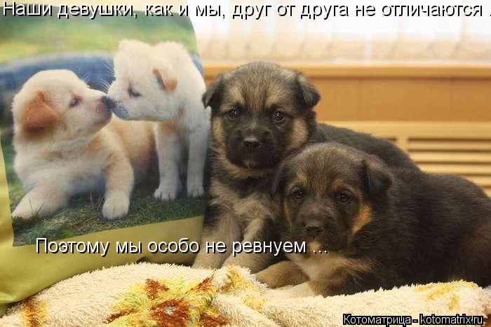 Котоматрица: Наши девушки, как и мы, друг от друга не отличаются . Поэтому мы особо не ревнуем ...