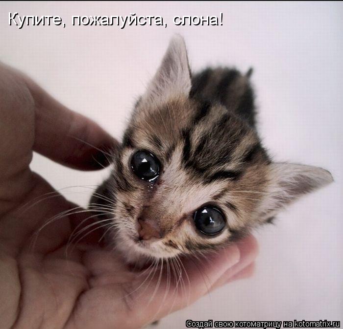 Котоматрица: Купите, пожалуйста, слона!