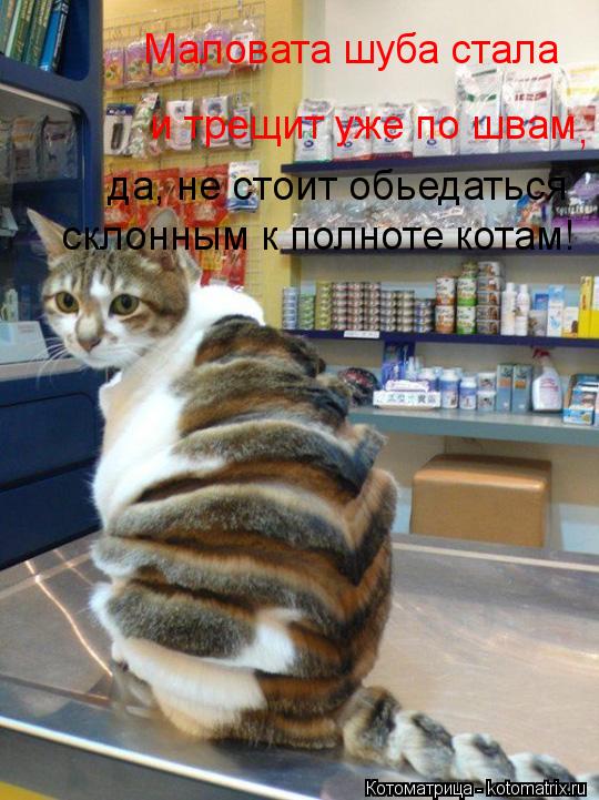 Котоматрица: Маловата шуба стала и трещит уже по швам , да, не стоит обьедаться склонным к полноте котам!