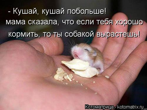 - Кушай, кушай побольше! мама сказала, что если тебя хорошо кормить, то ты собакой вырастешь!... Котоматрица: - Кушай, кушай побольше! мама сказала, что если тебя хорошо кормить, то ты собакой вырастешь!