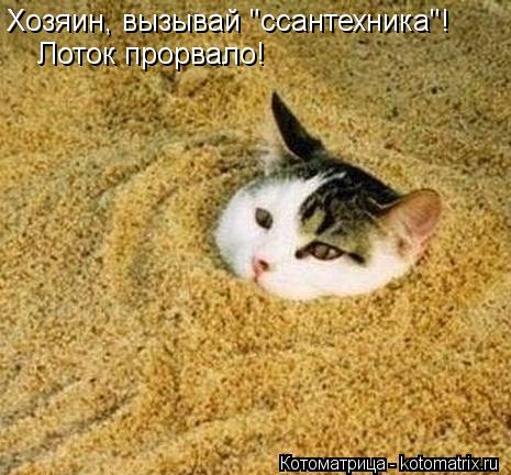 Хозяин, вызывай "ссантехника"! Лоток прорвало!... Котоматрица: Хозяин, вызывай "ссантехника"! Лоток прорвало!