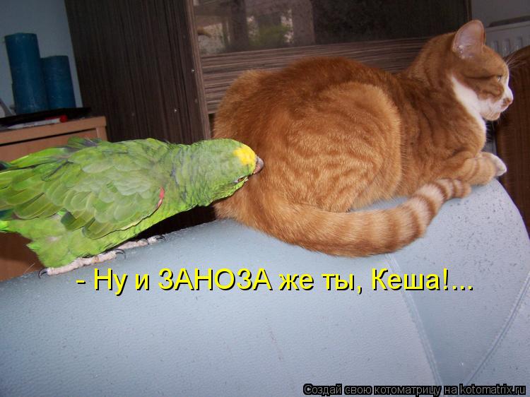 Котоматрица: - Ну и ЗАНОЗА же ты, Кеша!...