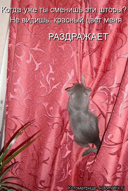 Котоматрица: Когда уже ты сменишь эти шторы? Не видишь, красный цвет меня  РАЗДРАЖАЕТ