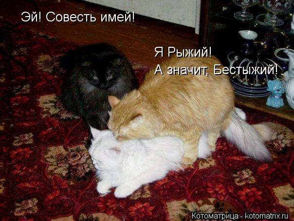 Котоматрица: Эй! Совесть имей! Я Рыжий! А значит, Бестыжий!
