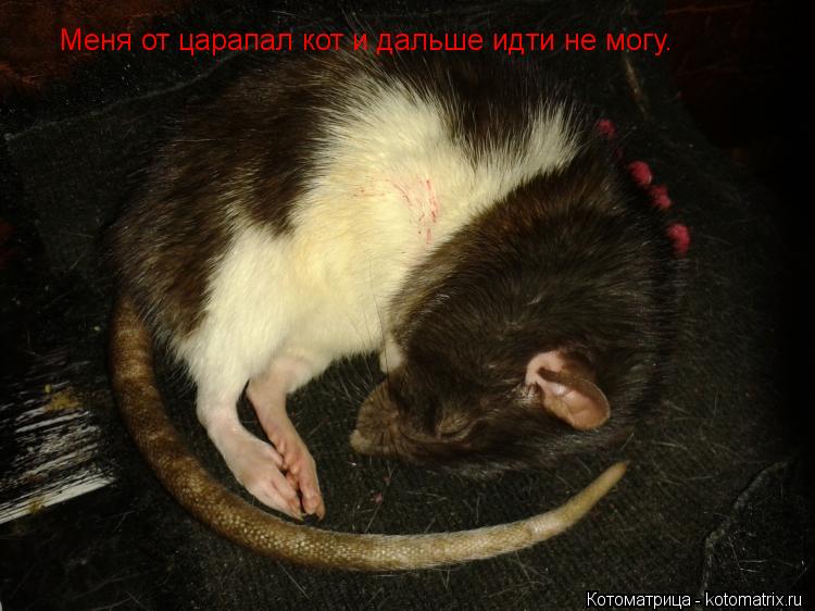 Котоматрица: Меня от царапал кот и дальше идти не могу.