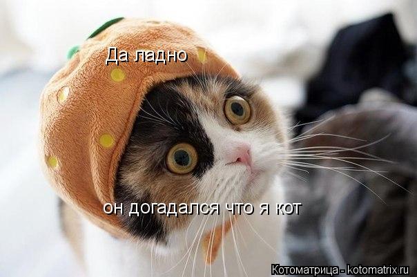 Да ладно как клубника не мяукает он догадался что я кот... Котоматрица: Да ладно как клубника не мяукает он догадался что я кот