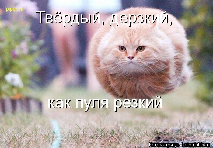 Котоматрица: Твёрдый, дерзкий, как пуля резкий