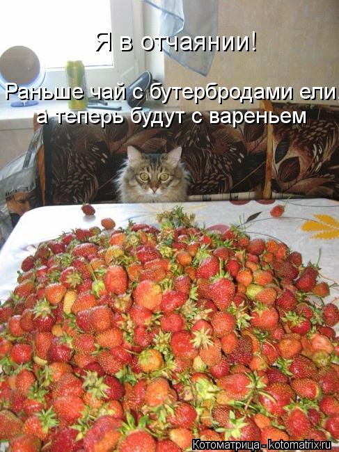 Котоматрица: Я в отчаянии!  Раньше чай с бутербродами ели, а теперь будут с вареньем