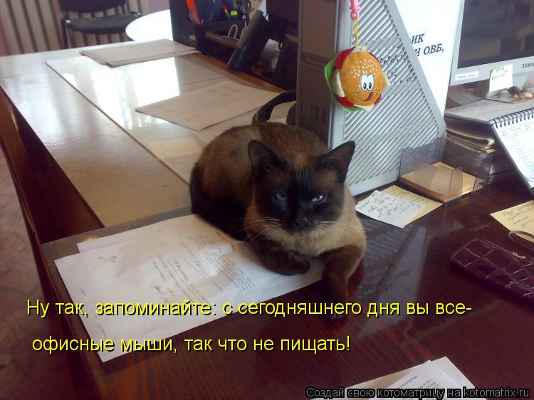Котоматрица: Ну так, запоминайте: с сегодняшнего дня вы все- офисные мыши, так что не пищать!