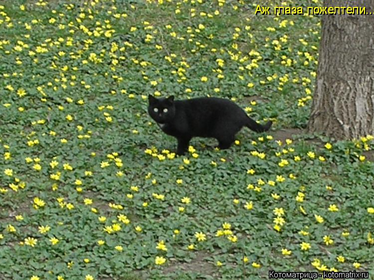 Котоматрица: Аж глаза пожелтели... Аж глаза пожелтели...
