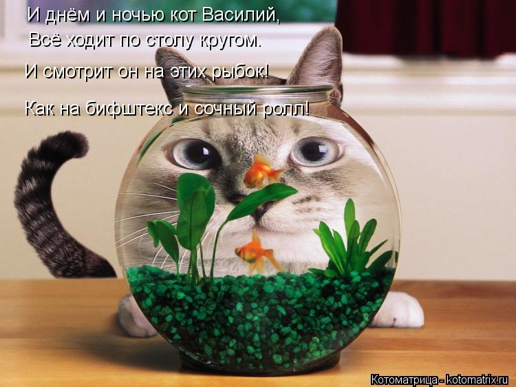 Котоматрица: И днём и ночью кот Василий, Всё ходит по столу кругом. И смотрит он на этих рыбок! Как на бифштекс и сочный ролл!