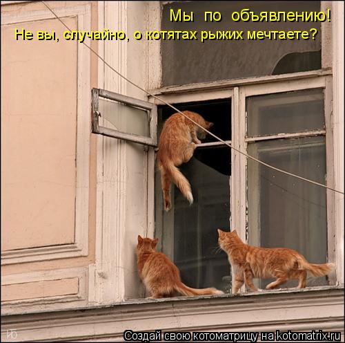 Котоматрица: Мы  по  объявлению! Не вы, случайно, о котятах рыжих мечтаете?