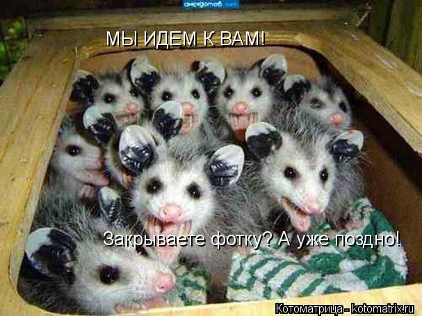 Котоматрица: МЫ ИДЕМ К ВАМ!  Закрываете фотку? А уже поздно!