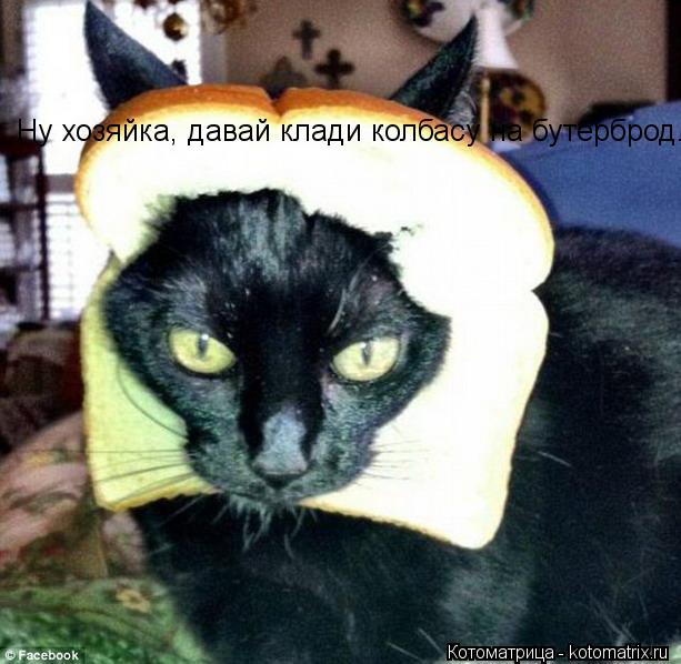 Котоматрица: Ну хозяйка, давай клади колбасу на бутерброд.