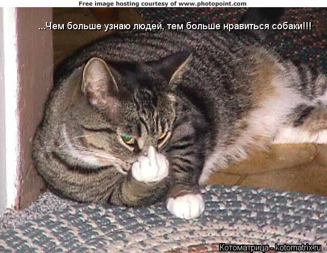 Котоматрица: ...Чем больше узнаю людей, тем больше нравиться собаки!!!