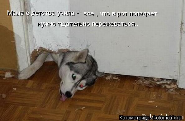 Котоматрица: Мама с детства учила -  все , что в рот попадает  нужно тщательно пережеваться..