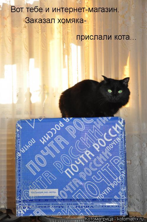 Котоматрица: Вот тебе и интернет-магазин. Заказал хомяка- прислали кота...