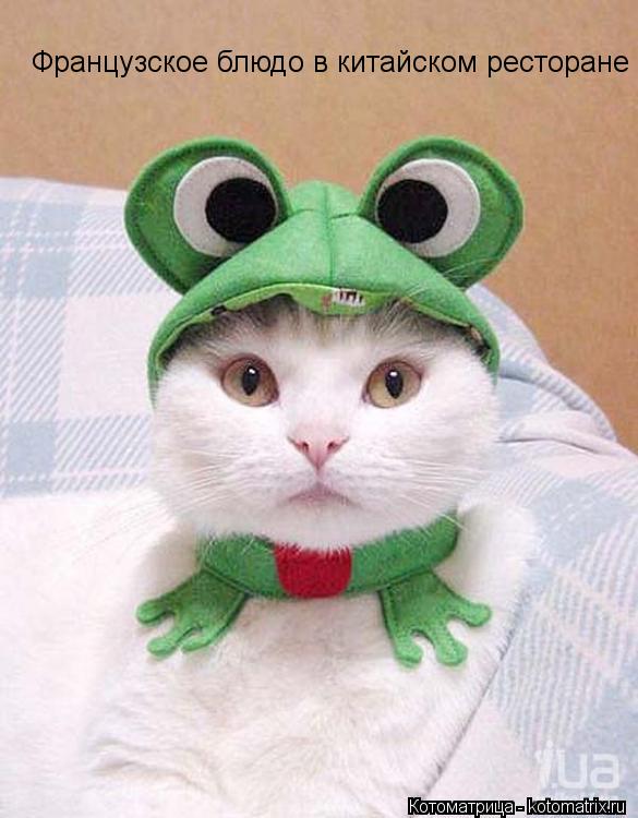 Котоматрица: Французское блюдо в китайском ресторане