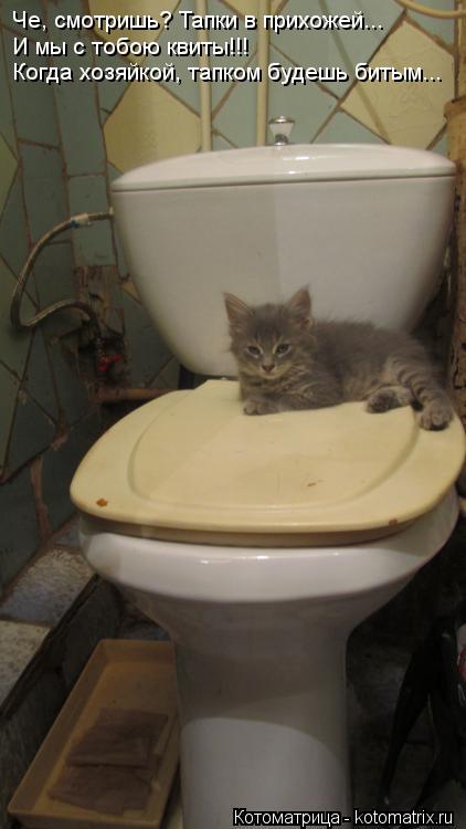 Котоматрица: Че, смотришь? Тапки в прихожей... И мы с тобою квиты!!!  Когда хозяйкой, тапком будешь битым...