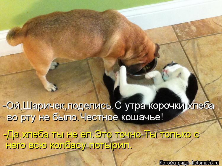Котоматрица: -Ой,Шаричек,поделись.С утра корочки хлеба во рту не было.Честное кошачье! него всю колбасу потырил. -Да,хлеба ты не ел.Это точно.Ты только с