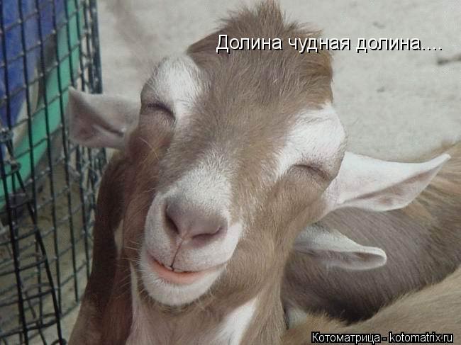 Котоматрица: Долина чудная долина....