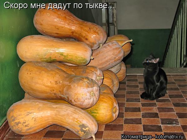 Скоро мне дадут по тыкве...... Котоматрица: Скоро мне дадут по тыкве...