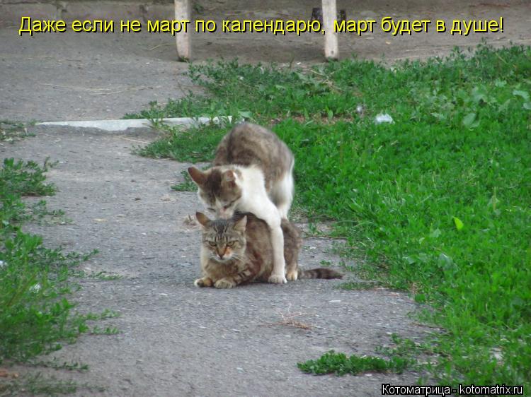 Даже если не март по календарю, март будет в душе!... Котоматрица: Даже если не март по календарю, март будет в душе!