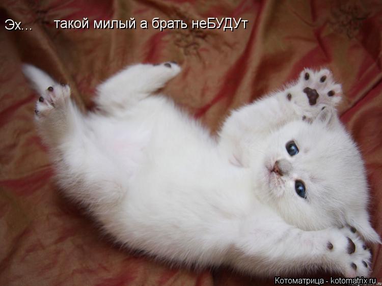 Эх... такой милый а брать неБУДУт... Котоматрица: Эх... такой милый а брать неБУДУт