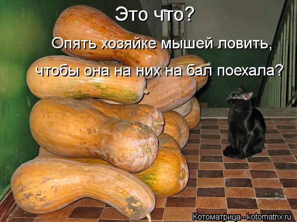Котоматрица: Это что? Опять хозяйке мышей ловить, чтобы она на них на бал поехала?