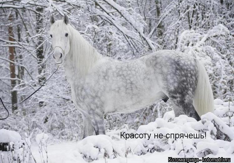 Котоматрица: Красоту не спрячешь!