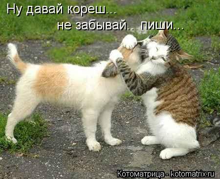 Котоматрица: Ну давай кореш... не забывай.. пиши...