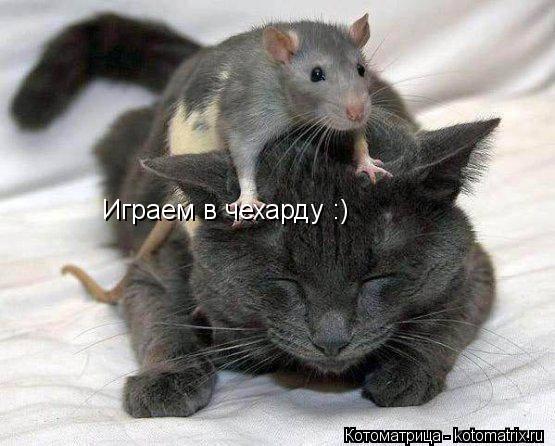 Котоматрица: Играем в чехарду :)