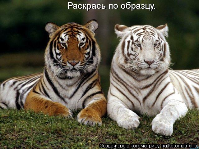 Котоматрица: Раскрась по образцу.