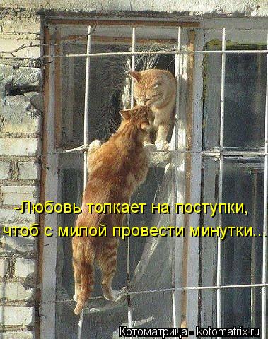 Котоматрица: -Любовь толкает на поступки, чтоб с милой провести минутки...