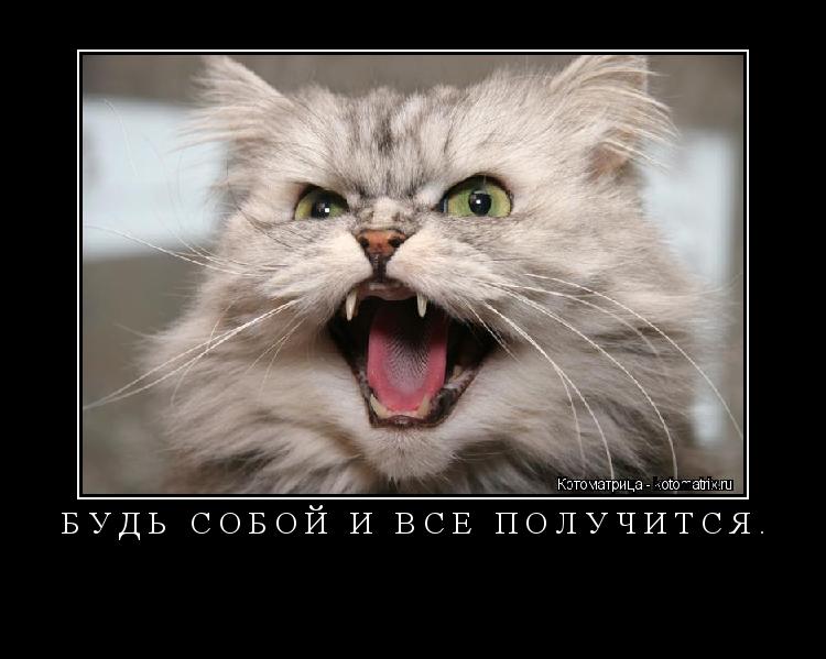 Котоматрица: БУДЬ СОБОЙ И ВСЕ ПОЛУЧИТСЯ. 