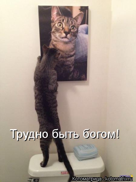 Котоматрица: Трудно быть богом!