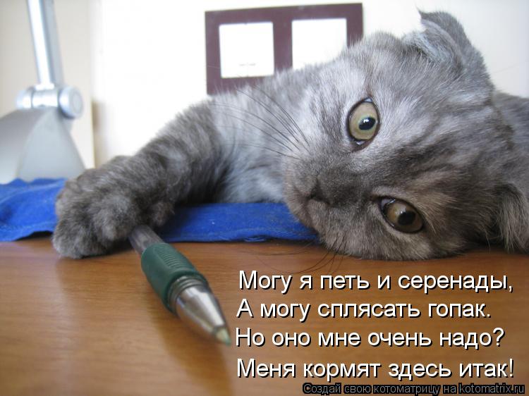 Котоматрица: А могу сплясать гопак. Но оно мне очень надо? Меня кормят здесь итак! Могу я петь и серенады,