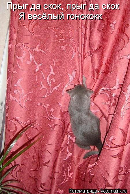 Котоматрица: Прыг да скок, прыг да скок Я весёлый гонококк