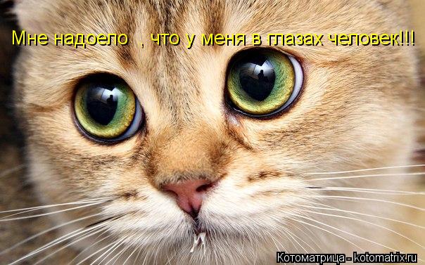 Котоматрица: Мне надоело   Мне надоело  , что у меня в глазах человек!!!