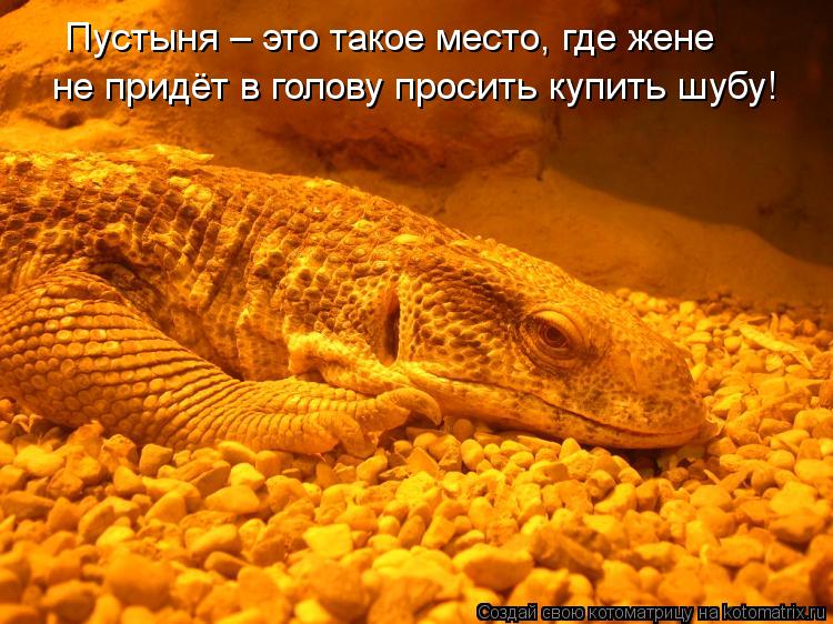 Котоматрица: Пустыня – это такое место, где жене не придёт в голову просить купить шубу!