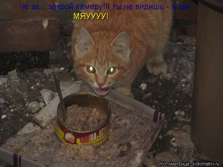 Котоматрица: Че за... закрой камеру!!! ты не видишь - я ем! МЯУУУУ! МЯУУУУ!